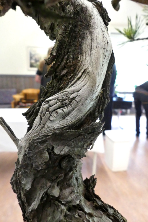 scots pine yamadori bonsai